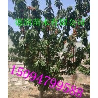 美早櫻桃苗價格