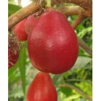 梨苗 早酥紅梨苗 臨沂早酥紅梨苗