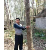 竹柳栽培,咸陽竹柳,峻峰竹柳(查看)