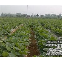 山東紅楠_十里豐農(nóng)場有口皆碑_紅楠小苗