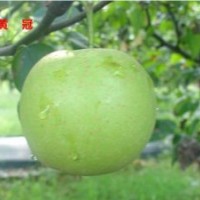 梨苗出售、麻城梨苗、湖北早熟梨苗(多圖)