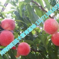 桃樹苗 桃樹苗價(jià)格 河南桃樹苗價(jià)格