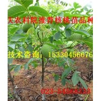 巫溪云新核桃苗 巫溪云新核桃苗基地 巫溪云新核桃苗價格