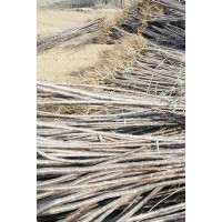 出售大粒櫻桃苗 櫻桃苗價格13546598008