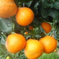 愛媛28號(hào)苗（又名紅美人）