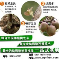 獼猴桃樹,坤威獼猴桃苗,獼猴桃樹批發(fā)價格