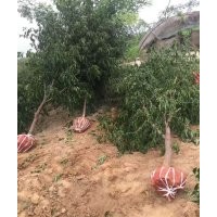 低價供應：棗樹，棗樹苗（實生苗與成品苗）