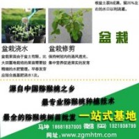 獼猴桃樹、坤威獼猴桃苗、獼猴桃樹采購