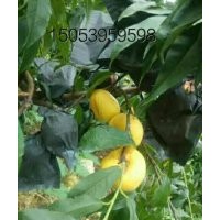 基地直銷蒙陰蜜桃苗