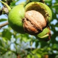 8518核桃苗木|洛林苗圃|8518核桃苗木種植技術(shù)