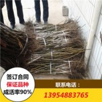 核桃苗 薄皮核桃苗價(jià)格 嫁接核桃苗基地