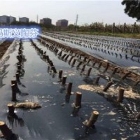 無花果苗批發(fā)、金華無花果苗、小葉無花果專業(yè)技術(shù)(多圖)