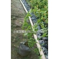 吉林紅豆杉苗，出售藍(lán)莓苗 占地苗 貝達(dá)苗