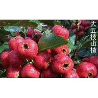 山楂苗 棗樹苗 柿子苗 梨樹苗 櫻桃苗