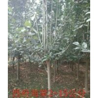 海棠、星衛(wèi)苗木、海棠工程苗