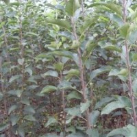 山西蘋果苗棗樹苗山楂苗梨樹苗柿子苗櫻桃秒低價(jià)出售