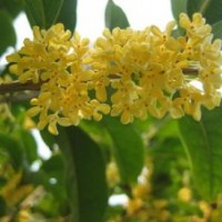 莎莎園藝|河北區(qū)桂花小苗|桂花小苗基地