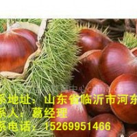 板栗苗，板栗苗價格，板栗苗品種，板栗苗批發(fā)