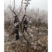 供應(yīng)3公分-12公分開心形桃樹，主桿形桃樹