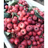 山西運(yùn)城絳縣中楊村張景輝山楂果核桃苗鑫源苗木