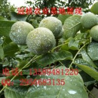 安徽核桃苗批發(fā)及價格查詢核桃苗價格