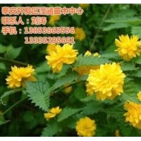 棣棠是什么,棣棠,瀅涵苗木中心(查看)