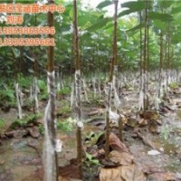 北美海棠,瀅涵苗木中心,北美海棠修剪