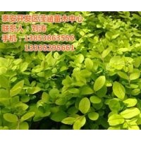 冬青|瀅涵苗木中心|冬青修剪