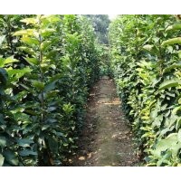 供應(yīng)蘋果樹(shù) 花椒苗 杏樹(shù) 桃樹(shù)山楂樹(shù) 櫻桃樹(shù) 核桃樹(shù) 棗樹(shù)