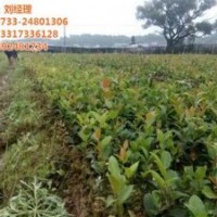 湖南哪種油茶苗好|永州油茶苗|新勝油茶(圖)