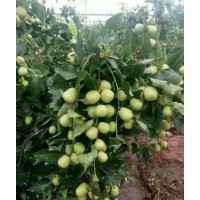 金梅棗9月底成熟