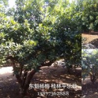 緊急低價(jià)出售東魁楊梅和山楂樹-租約到期