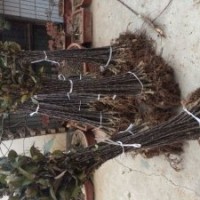 出售正宗一年生甘肅 天水花牛蘋果樹苗 蘋果苗批發(fā)