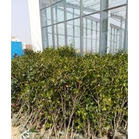 綠化樹苗、水果樹苗