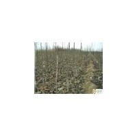 核桃實生苗 占地核桃苗