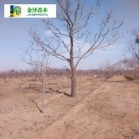 河北柿子樹]12公分柿子樹]15公分柿子樹