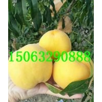 黃金脆桃苗，南非黃桃苗，冬桃苗，黃金蜜桃苗