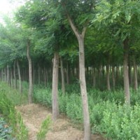 5公分6公分國(guó)槐大量出售