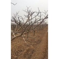 供應(yīng)山楂樹