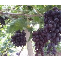 供應紫甜無核（A17）紫脆無核（A09）葡萄苗