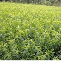 河南南陽毛桃1年小苗