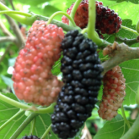 果桑苗批發(fā)