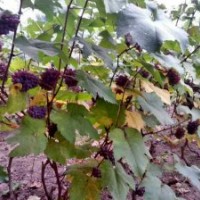 茉莉香葡萄苗出售信息