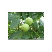 山西優(yōu)質(zhì)1米2米3米核桃苗、麻核桃樹苗供應(yīng)