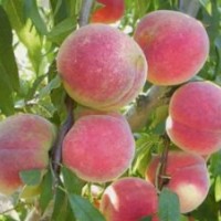 凱爾斯海棠苗，凱爾斯海棠芽苗及根接苗