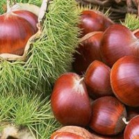 中華栗王板栗苗，大紅袍板栗苗，寶元板栗苗