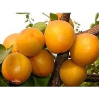 杏樹苗，金奧林杏樹苗，凱特杏樹苗，金太陽杏樹苗