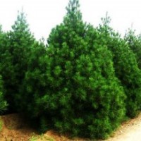 供應(yīng)白皮松 華山松 各種苗木產(chǎn)品齊全