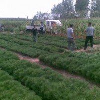 鈣果，國槐，白皮松