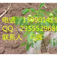 嫁接核桃苗，優(yōu)質(zhì)核桃樹(shù)苗，良種核桃樹(shù)苗價(jià)格